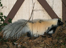 Striped Skunk